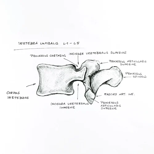 Chiropractic San Francisco CA Vertebra Diagram Scientific Diagram Of A Vertebra